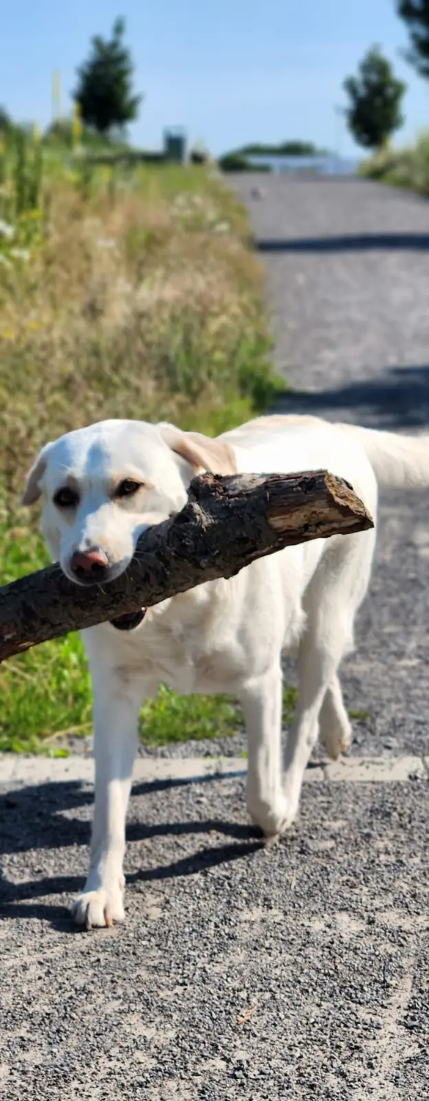 Dori carry huge stick